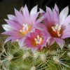 Gymnocactus_knuthianus